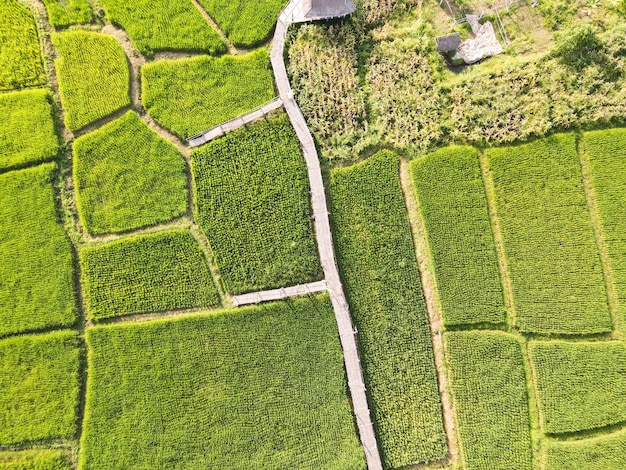 写真 ドローンからの美しい緑の田んぼ