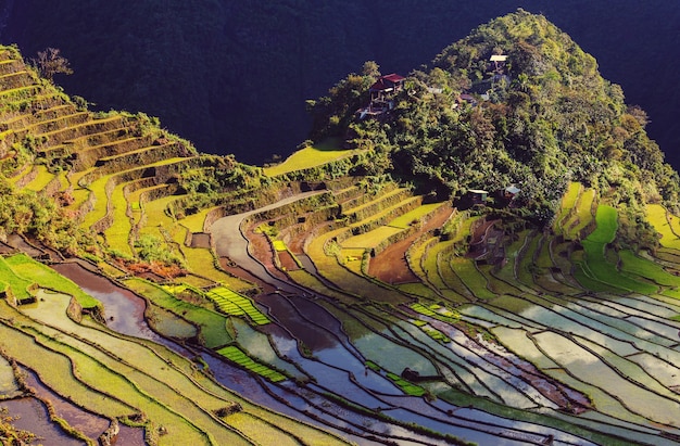 Bellissime terrazze di riso verde nelle filippine. la coltivazione del riso nell'isola di luzon.