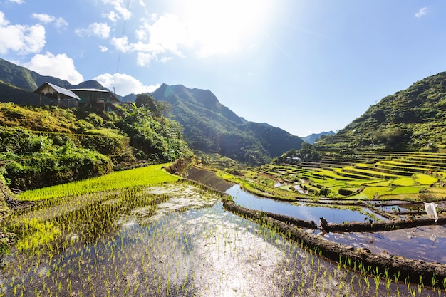 Beautiful Green Rice terraces in the Philippines. Rice cultivation in the Luzon island.