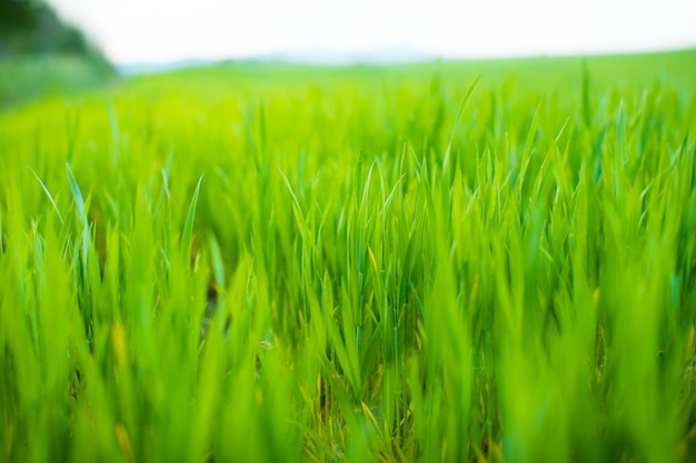 beautiful green rural field at the sunset outdoor countryside scene