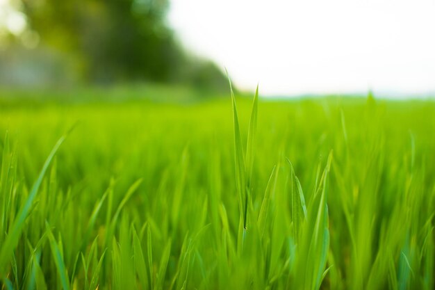 beautiful green rural field at the sunset outdoor countryside scene