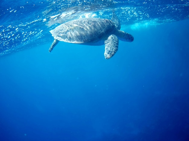 Beautiful green sea turtle in marsa alam egypt