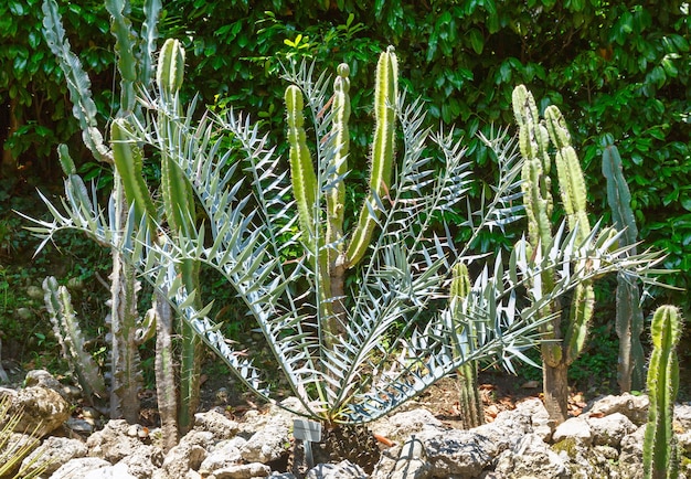 Beautiful  green Succulent plant grove