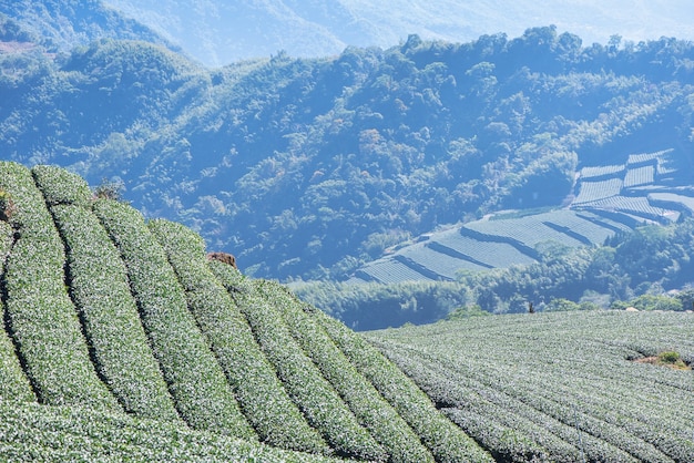 Beautiful green tea crop garden rows scene with blue sky and cloud