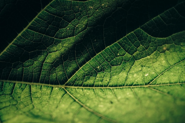 Красивый зелёный фон Обрезка зеленого листа с текстурой Абстрактный образец природы для