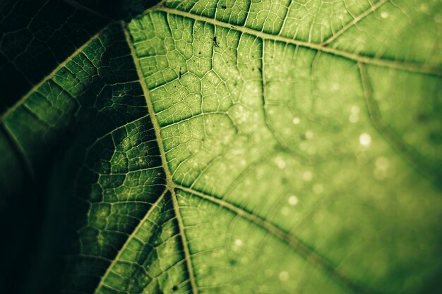 Красивый зелёный фон Обрезка зеленого листа с текстурой Абстрактный образец природы для