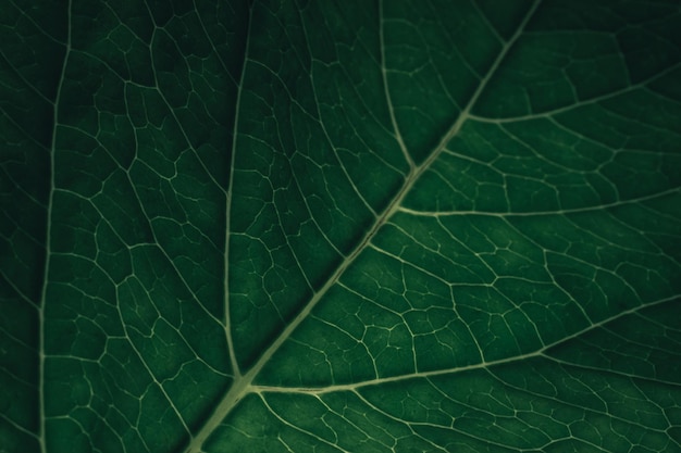 Beautiful green texture background Cropped shot of green leaf textured Abstract nature pattrn for