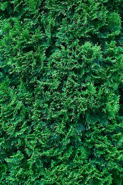 Фото Красивая зеленая текстура листьев туи крупным планом фон ветвей туи