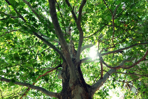 Beautiful green tree close up