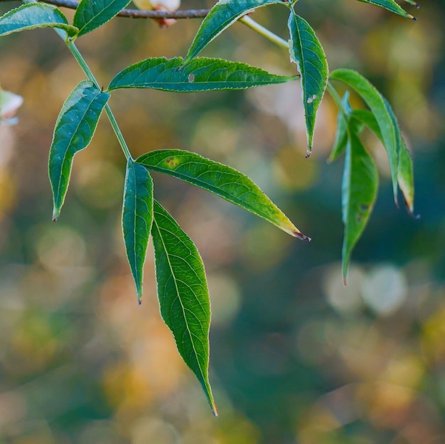                          the beautiful green tree leaves in the nature      