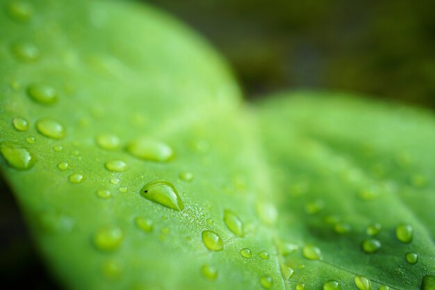 the beautiful green tree leaves in the nature