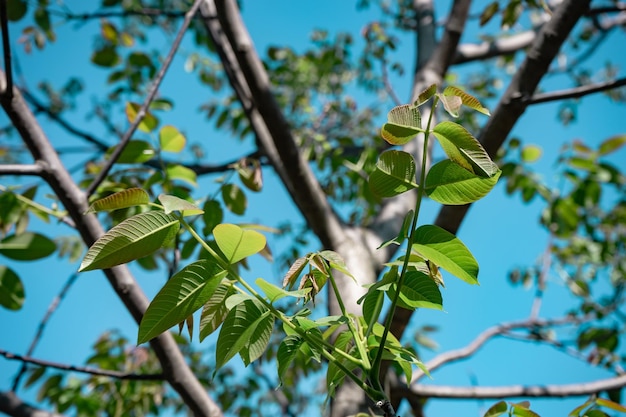 Beautiful green tree look up Background pattern for design