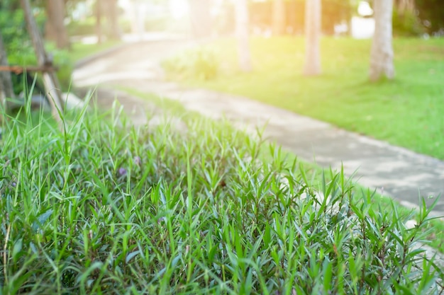 Foto bellissimo albero verde con passeggiata nel giardino e luce solare in estate