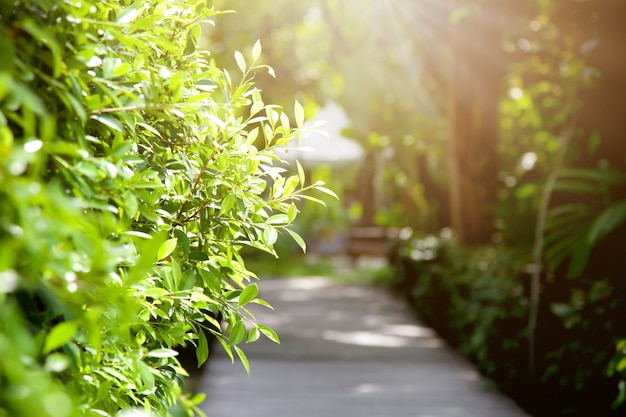 Photo beautiful green tree with walkway wooden in the garden and sunlight in summer.