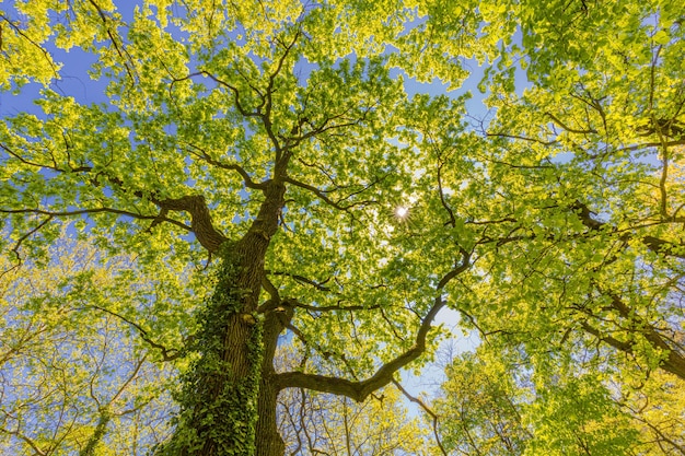低い視点から美しい緑の木々が枝分かれするリラックスした自然のパターン春夏のシーン