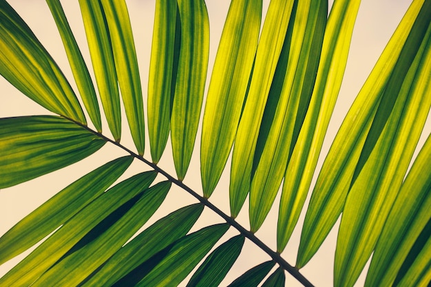 Beautiful green tropical palm leaf close up