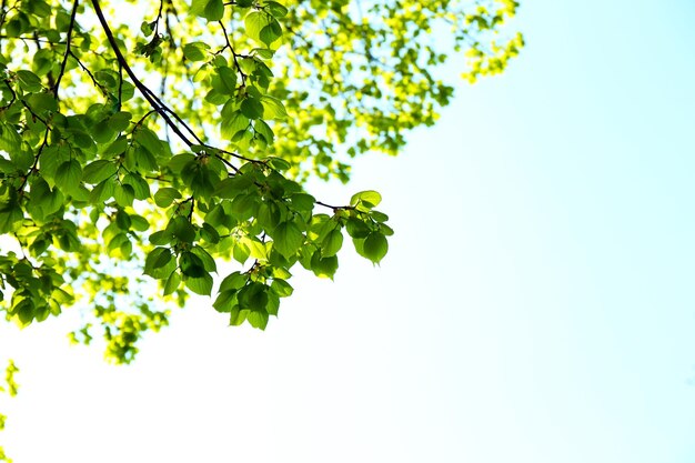 Beautiful green twigs on blue sky background