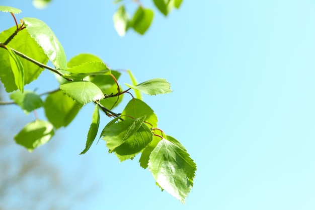 Beautiful green twigs on blue sky background