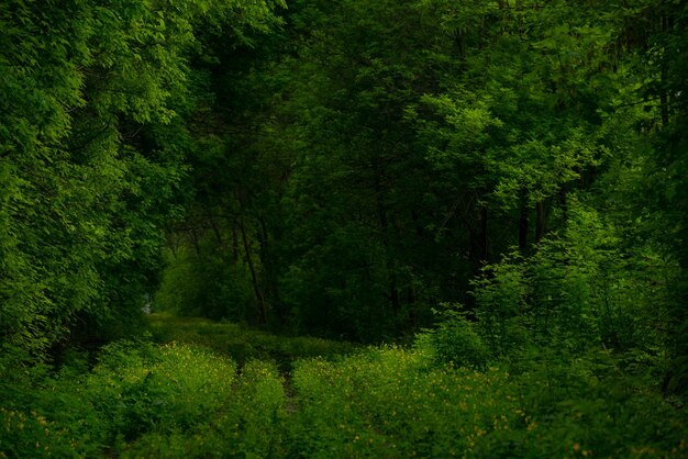 写真 と森の美しい緑の植生