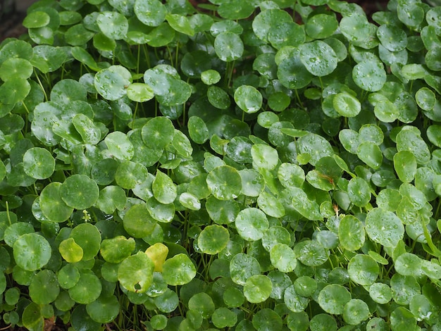 Beautiful green Water Pennywort 