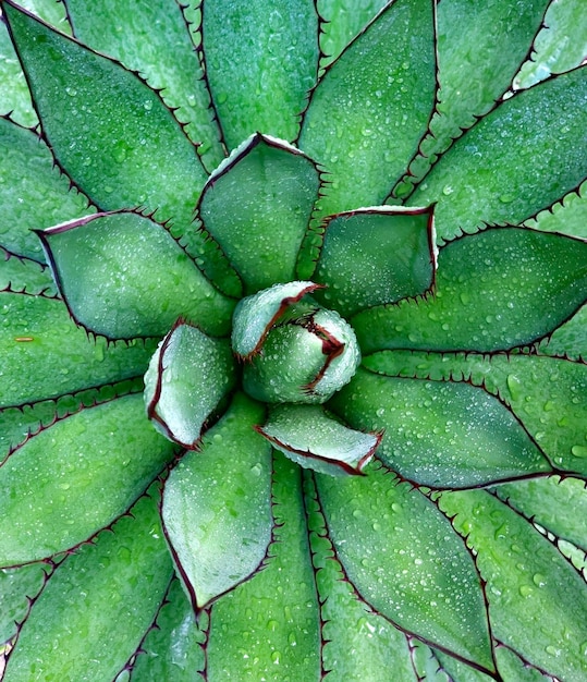 Beautiful green wet Agave Horrida with water drops on the surface as wallpaper, cover, background