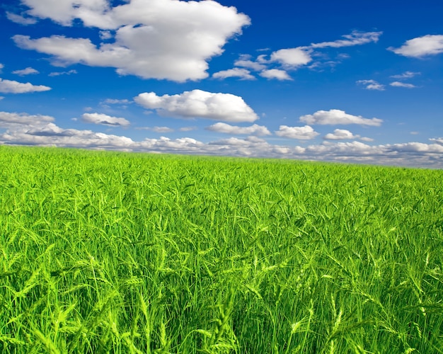 Beautiful green wheat under blue sky