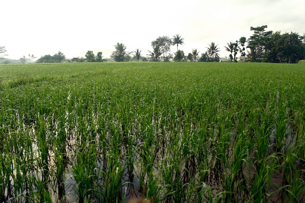 Beautiful Green and Wide Rice Fields.