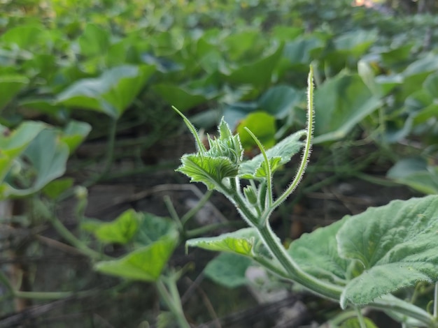 A beautiful green young leaves of the bottle gourd or pumpkin plant