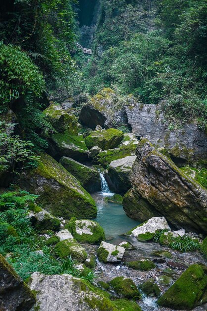 Photo beautiful greenery nature at wulong karst geological park chongqing china