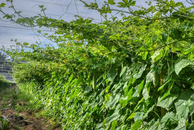 農場でのカボチャの野菜の栽培の美しい緑の写真シーン