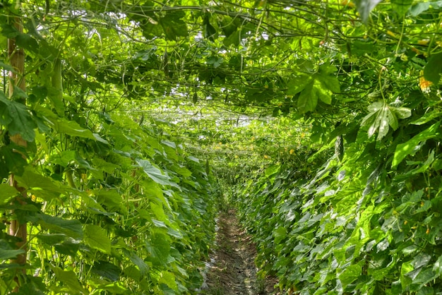 beautiful greenery photograph scene of the gourd vegetables cultivation at the farm