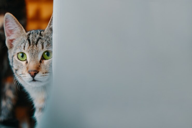 Beautiful greeneyed cat closeup domestic pet is looking at camera portrait of tabby pussycat in dayl...
