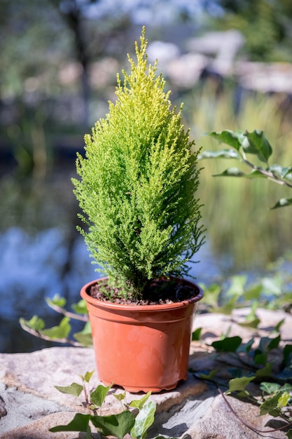 화분에 있는 상록 사이프러스 Cupressus wilma goldcrest의 아름다운 녹색 노란색 단풍