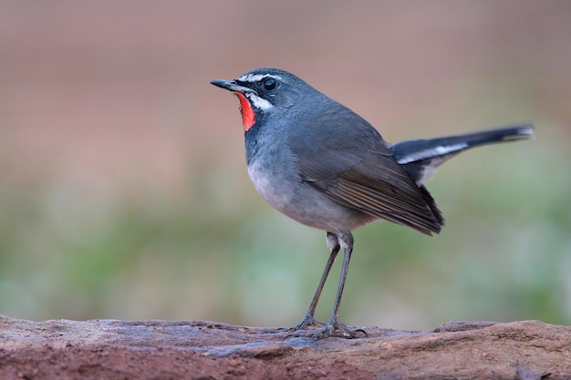 Foto bellissimo uccello grigio con rubythroat cinese collo rosso brillante