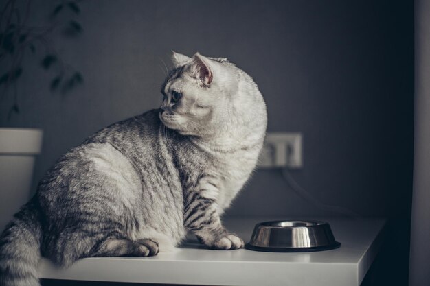 Beautiful grey british feline cat eating meat from a metal bowl on wooden floor Cute domestic animalxA