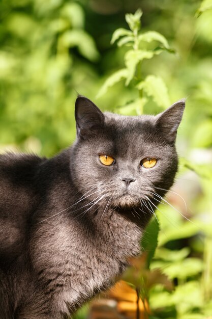 写真 夏の庭の芝生に座っている美しい灰色ブリティッシュショートヘアの猫