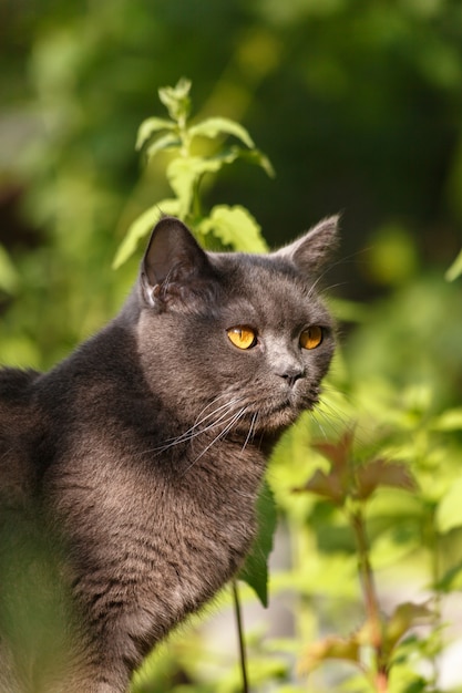 写真 夏の庭の芝生に座っている美しい灰色ブリティッシュショートヘアの猫