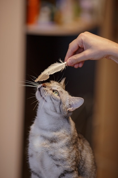 A beautiful grey cat is sitting on the sofa, playing with a feather and looking at a h ostess. Cat games. Playful and funny animal. idea and concept of what quarantine will do at home