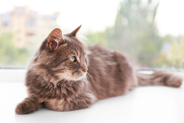 Beautiful grey cat lying on window board close up