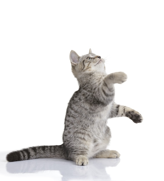 Foto bello gioco grigio del gatto isolato su un bianco