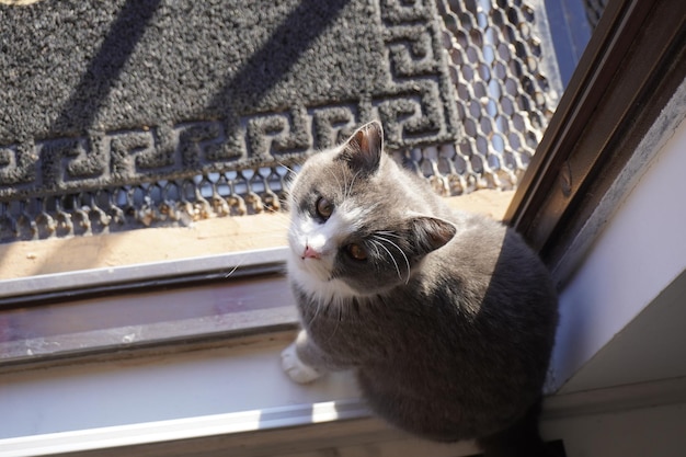 家の屋根の上の美しい灰色の猫