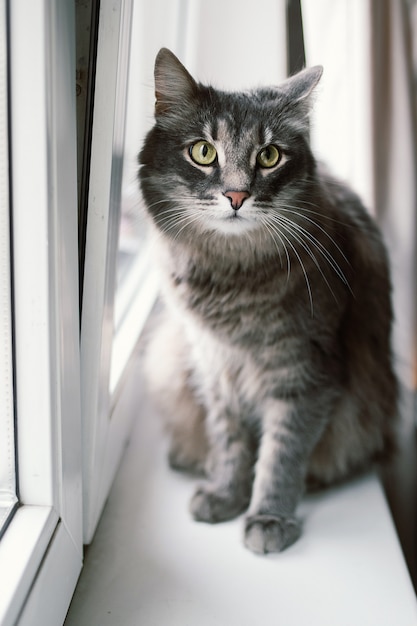 Beautiful grey cat sitting on a window sill