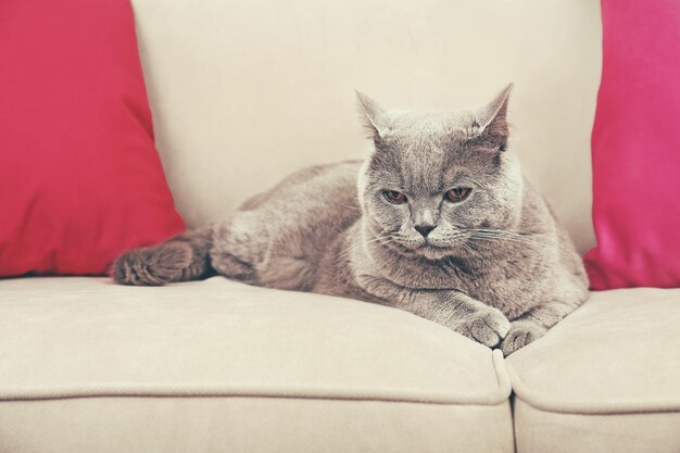 Beautiful grey cat on sofa with pink pillows close up