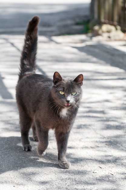 Beautiful grey cat walking on the road