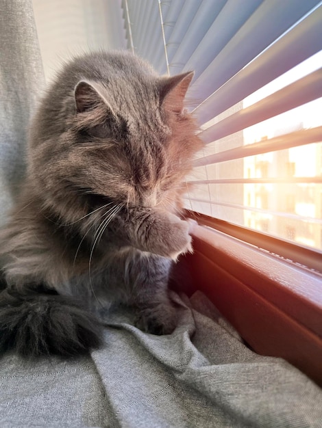 A beautiful grey cat washing on a windowsill after a midday nap\
article about pets article about animal classes