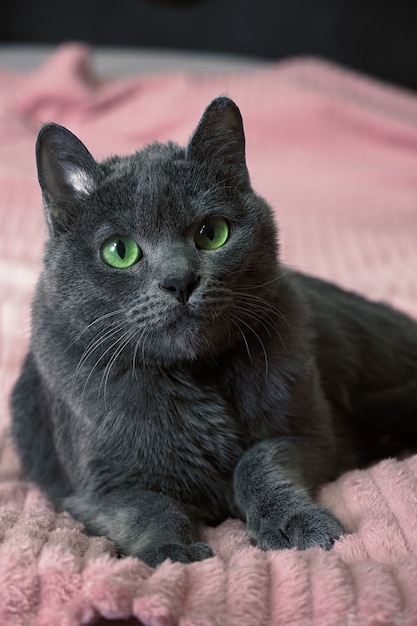 Красивый серый кот с зелеными глазами лежит на диване