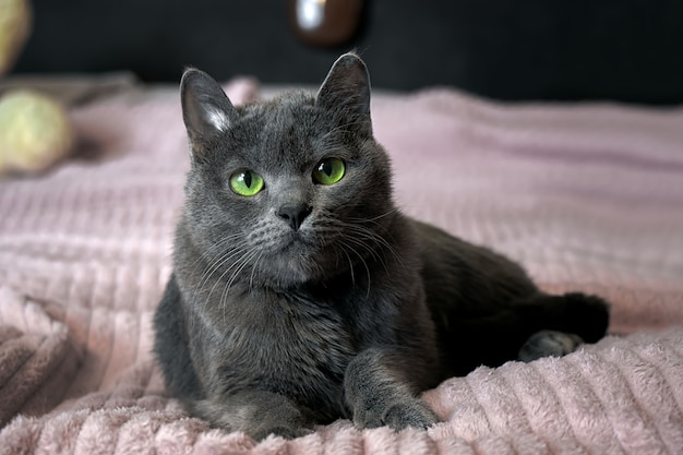 Красивый серый кот с зелеными глазами лежит на диване