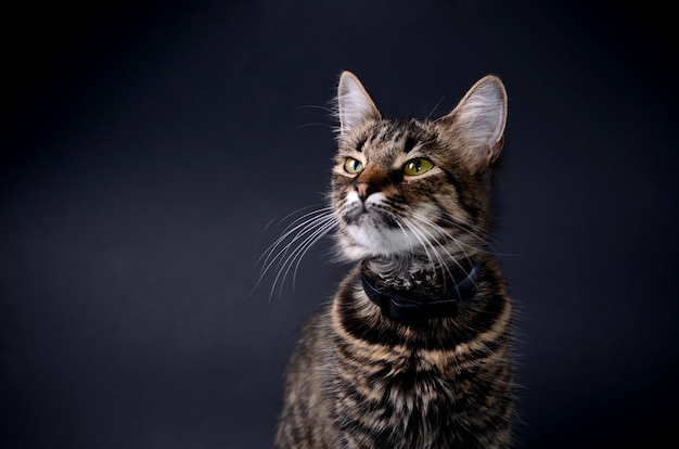 Beautiful grey cat with yellow eyes