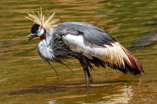 Beautiful grey crowned Common crane (Grus Grus)