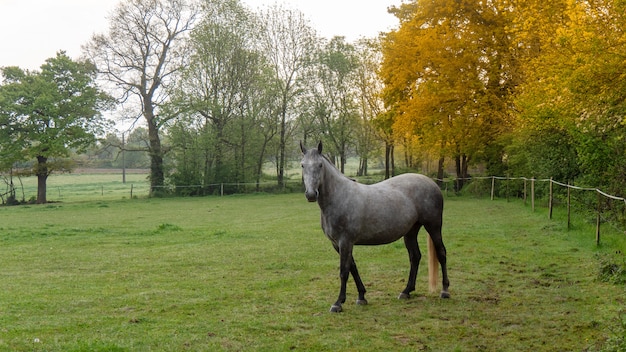 Beautiful grey horse in the meadow